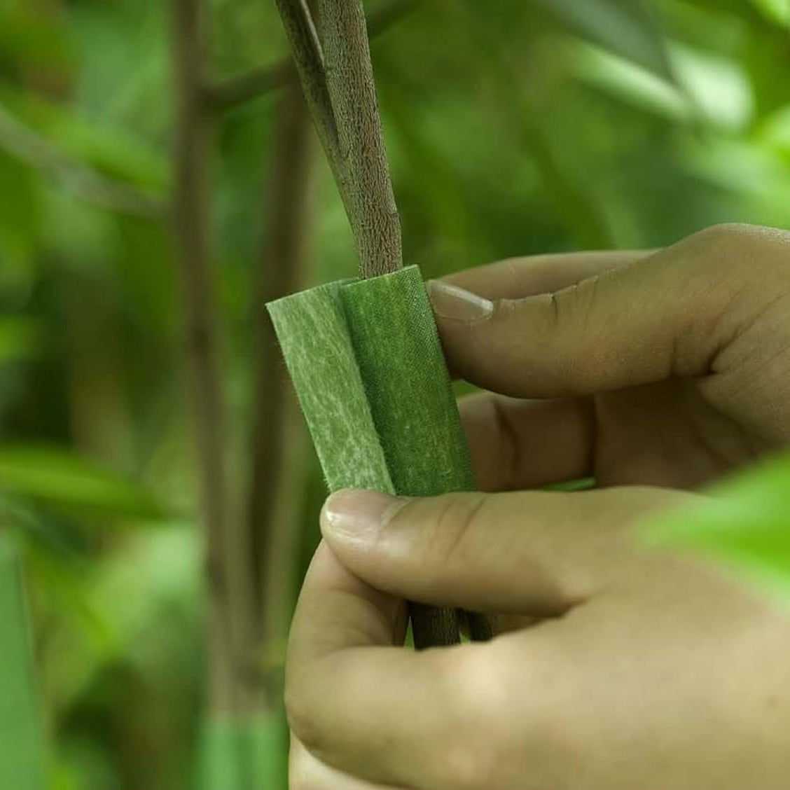 50mm x 5m VELCRO® Brand Tree Ties
